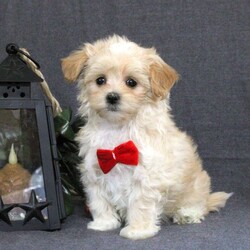 Kortney/Maltipoo									Puppy/Female	/10 Weeks,Meet your new BFF, Kortney! This fluffy Maltipoo puppy is vet checked & up to date on shots & wormer, plus comes with a health guarantee provided by the breeder! Kortney is well socialized & currently being family raised with children!
