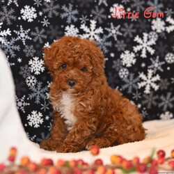 Little Gem/Toy Poodle									Puppy/Female	/10 Weeks,Little Gem is an absolutely precious toy poodle puppy with a sweet personality to match her name. She is full of charm, affection, and playful curiosity, making her a wonderful companion for a family or individual looking for a loving new addition. She is looking for a loving home where she can be cherished and spoiled the way she deserves. She has been family raised and socialized. 