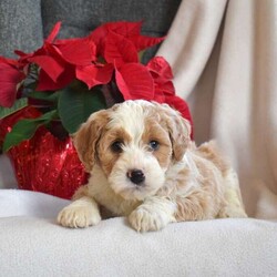 Lucky/Mini Bernedoodle									Puppy/Male	/November 15th, 2025,Lucky is a friendly Miniature Bernedoodle puppy available to a forever family. This cutie is socialized and ready to meet you! Lucky comes home with a 30 day health guarantee and an extended genetic health guarantee, both provided by the breeder. He has also been seen by a vet and is up to date on shots and de-wormer. This happy boy is family raised with children and will be the best sidekick!