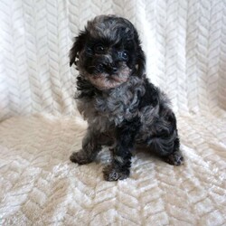 Lilly/Toy Poodle									Puppy/Female	/10 Weeks,Our adorable AKC-registered Blue Merle Toy Poodle, Lilly has been lovingly raised and is well socialized, making her gentle, loving, and ready to become a cherished family member. She is expected to mature around 6–8 lbs. She is microchipped, up to date on vaccinations and wormer, and comes with a 30-day health guarantee plus a 2-year genetic health guarantee for added peace of mind.