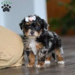 Chanel/Yorkie Poo									Puppy/Female	/7 Weeks,Meet the sweetest little Yorkiepoo puppy, Chanel! She’s a tiny bundle of love with a big personality. Playful and curious, she loves to explore her surroundings, chase after toys, and hang out with her favorite people. Whether she’s showing off her adorable puppy zoomies or snuggling up for a good nap, she will bring endless joy to your home. While Yorkies tend to be alert, lively and spirited, Poodles are known for their intelligent and playful nature—making this sweet Yorkiepoo the perfect balance of energy, affection and smarts!