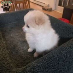 Vicky/Pomeranian									Puppy/Female	/6 Weeks,The puppies are very playful and love to be held. They wag their tails as soon as they see people. Great with children and other animals. Puppies available for pickup from Stroudsburg, Pennsylvania 18360, but I regularly visit Brooklyn, New York 11235 so I could bring him along.