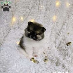 Opie/Pomeranian									Puppy/Male	/13 Weeks,Opie is the sweetest little guy! Loves people, playtime is his favorite even tho a belly rub is high up on his list too! 