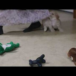 Kortney/Maltipoo									Puppy/Female	/10 Weeks,Meet your new BFF, Kortney! This fluffy Maltipoo puppy is vet checked & up to date on shots & wormer, plus comes with a health guarantee provided by the breeder! Kortney is well socialized & currently being family raised with children!