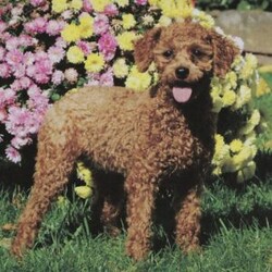 Kortney/Maltipoo									Puppy/Female	/10 Weeks,Meet your new BFF, Kortney! This fluffy Maltipoo puppy is vet checked & up to date on shots & wormer, plus comes with a health guarantee provided by the breeder! Kortney is well socialized & currently being family raised with children!