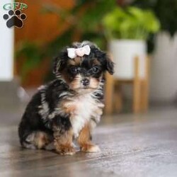 Chanel/Yorkie Poo									Puppy/Female	/7 Weeks,Meet the sweetest little Yorkiepoo puppy, Chanel! She’s a tiny bundle of love with a big personality. Playful and curious, she loves to explore her surroundings, chase after toys, and hang out with her favorite people. Whether she’s showing off her adorable puppy zoomies or snuggling up for a good nap, she will bring endless joy to your home. While Yorkies tend to be alert, lively and spirited, Poodles are known for their intelligent and playful nature—making this sweet Yorkiepoo the perfect balance of energy, affection and smarts!