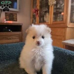 Vicky/Pomeranian									Puppy/Female	/6 Weeks,The puppies are very playful and love to be held. They wag their tails as soon as they see people. Great with children and other animals. Puppies available for pickup from Stroudsburg, Pennsylvania 18360, but I regularly visit Brooklyn, New York 11235 so I could bring him along.