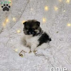 Opie/Pomeranian									Puppy/Male	/13 Weeks,Opie is the sweetest little guy! Loves people, playtime is his favorite even tho a belly rub is high up on his list too! 