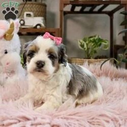 Whisper/Cockapoo									Puppy/Female	/7 Weeks,Meet Whisper, a precious Cockapoo girl with the sweetest, most gentle nature—true to her soft and beautiful name. Whisper has a calm, tender spirit and a quiet confidence that draws people in. She loves being close to her people, offering gentle kisses and cozy cuddles, and is happiest when she’s resting peacefully in your arms or following you softly from room to room. Her loving temperament comes from wonderful parents: her mom Trinity, a very friendly and beautiful Cocker Spaniel, and her dad Ryder, a fun, loving mini Poodle who enjoys running and playing. Whisper is up-to-date on all vaccinations and dewormers, has had a full vet check, and will come with a one-year genetic health guarantee. To help her feel right at home, she also goes home with a starter kit including food, a toy, blanket, collar, leash, and more. We also offer nationwide delivery, making it easy for Whisper to be safely delivered right to your door. She’s a gentle little soul ready to quietly steal your heart and become a cherished companion.