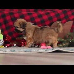 Allie/Lhasa Apso									Puppy/Female	/12 Weeks,Meet Allie! She is an absolutely adorable ACA Lhasa Apso puppy with a sweet, loving personality and a heart full of joy. This happy little girl loves to explore, trot around with confidence, and soak up every cuddle she can get. Her soft, fluffy coat and bright, expressive eyes make her truly irresistible, and her gentle nature combined with playful antics is sure to steal your heart. Whether curled up for a cozy nap or bouncing around during playtime, she brings smiles wherever she goes.