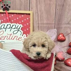 Kassidy/Bich-Poo									Puppy/Female	/10 Weeks,Meet your new BFF, Kassidy! This cuddly Bich-poo puppy is vet checked & up to date on shots & wormer, plus comes with a health guarantee provided by the breeder! Kassidy is well socialized & can’t wait to join in on all the fun at your place!