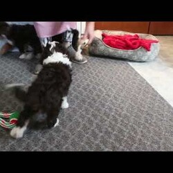 Gabe/Mini Bernedoodle									Puppy/Male	/October 29th, 2025,Gabe is a spirited and sweet Miniature Bernedoodle puppy who loves to play! This cutie is socialized, family raised with children, and ready to meet you! Gabe comes home with a health guarantee provided by the breeder, plus has been seen by a vet and is up to date on shots and de-wormer.