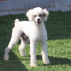 Whisper/Cockapoo									Puppy/Female	/7 Weeks,Meet Whisper, a precious Cockapoo girl with the sweetest, most gentle nature—true to her soft and beautiful name. Whisper has a calm, tender spirit and a quiet confidence that draws people in. She loves being close to her people, offering gentle kisses and cozy cuddles, and is happiest when she’s resting peacefully in your arms or following you softly from room to room. Her loving temperament comes from wonderful parents: her mom Trinity, a very friendly and beautiful Cocker Spaniel, and her dad Ryder, a fun, loving mini Poodle who enjoys running and playing. Whisper is up-to-date on all vaccinations and dewormers, has had a full vet check, and will come with a one-year genetic health guarantee. To help her feel right at home, she also goes home with a starter kit including food, a toy, blanket, collar, leash, and more. We also offer nationwide delivery, making it easy for Whisper to be safely delivered right to your door. She’s a gentle little soul ready to quietly steal your heart and become a cherished companion.