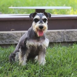 Trace/Miniature Schnauzer									Puppy/Male	/9 Weeks,Meet Trace, an absolutely adorable AKC Miniature Schnauzer with a personality as charming as his signature whiskers! Full of curiosity and playful energy, he loves exploring new surroundings, chasing toys, and showering everyone with affection. With his bright, expressive eyes and soft, wiry coat, Trace is impossible to resist. Whether he’s snuggling close for a cozy moment or showing off his playful antics, he is sure to bring endless joy, love, and companionship to any home lucky enough to have him.