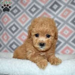 Peaches/Bich-Poo									Puppy/Female	/December 1st, 2025,Peaches is a joyful Bich Poo puppy with a beautiful golden coat accented by adorable white markings. Her playful, silly personality makes her a constant source of smiles and laughter. Bich Poos are known for their happy, fun-loving nature, and Peaches truly embodies that spirit.