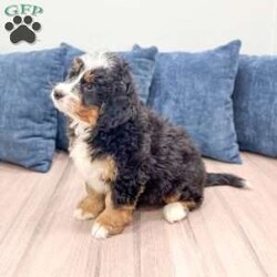 Jasper/Mini Bernedoodle									Puppy/Male	/15 Weeks,Meet Jasper! This sweet and adorable Mini Bernedoodle is looking for a forever family!