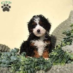 Riley/Mini Bernedoodle									Puppy/Female	/10 Weeks,Riley is a lively, bright-spirited micro Bernedoodle with a classic black tri coat and a heart full of fun. From the moment he began toddling around the whelping area, Riley has brought an unmistakable spark to the litter. He loves movement, engagement, and connection—always ready to chase a toy, discover a new space, or greet his people with confident enthusiasm. Riley isn’t just energetic; he’s wonderfully intelligent. He watches closely, learns quickly, and naturally enjoys interactive play, making him a fantastic candidate for early training and family involvement.