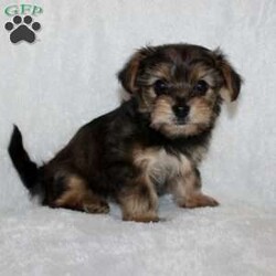 Kilo/Yorkie Poo									Puppy/Male	/December 2nd, 2025,Take a look at our adorable Yorkie Poo puppies! The father is Buddy, a 5 lb Yorkie, and the mother is Kylie, a 6 lb Yorkie Poo. These sweet puppies are family-raised in our home with children and are well socialized from day one. Each puppy is vet checked, up to date on shots, and dewormed. They will also come with a 30-day health guarantee! If you’re looking for a loving, playful companion, these pups are a great fit. Call or text the number listed to learn more or to set up a visit!