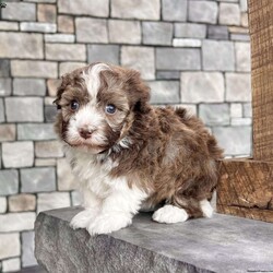Rascal/Havanese									Puppy/Male	/9 Weeks,Hi! I’m Rascal And yes… I earned my name — not because I’m naughty, but because I know exactly how to steal hearts the second you look at me I’m an AKC-registered, purebred Havanese boy, born on December 6, 2025, with a gorgeous chocolate sable and white coat that’s soft, fluffy, and full of personality — just like me! Everyone says I have the sweetest temperament and the kind of gentle nature that makes me impossible not to love. I’ve been family raised and well socialized, so I’m already used to cuddles, playtime, and being part of everyday life. I’ve also had all my important puppy care taken care of: Up to date on all shots & dewormings Microchipped Comes with a health guarantee AKC registered I love being close to my people, giving kisses, and curling up wherever you are — I’ll happily follow you everywhere And the best part? Delivery is available right to your door, so we can meet without the stress of travel. If you’re looking for a loving little companion with a beautiful coat and an even better personality… I might just be the one you’ve been waiting for Contact us today to reserve your new family member — I can’t wait to be yours!