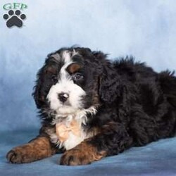 Timber/Bernedoodle									Puppy/Male	/9 Weeks,Timber is a classic Bernedoodle beauty with a timeless black tri-color coat accented by rich tan and crisp white markings. His coloring gives him that unmistakable Bernese look, paired with the intelligence and charm of a Poodle. Timber has a playful yet grounded personality and carries himself with a gentle confidence.