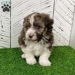 Rascal/Havanese									Puppy/Male	/9 Weeks,Hi! I’m Rascal And yes… I earned my name — not because I’m naughty, but because I know exactly how to steal hearts the second you look at me I’m an AKC-registered, purebred Havanese boy, born on December 6, 2025, with a gorgeous chocolate sable and white coat that’s soft, fluffy, and full of personality — just like me! Everyone says I have the sweetest temperament and the kind of gentle nature that makes me impossible not to love. I’ve been family raised and well socialized, so I’m already used to cuddles, playtime, and being part of everyday life. I’ve also had all my important puppy care taken care of: Up to date on all shots & dewormings Microchipped Comes with a health guarantee AKC registered I love being close to my people, giving kisses, and curling up wherever you are — I’ll happily follow you everywhere And the best part? Delivery is available right to your door, so we can meet without the stress of travel. If you’re looking for a loving little companion with a beautiful coat and an even better personality… I might just be the one you’ve been waiting for Contact us today to reserve your new family member — I can’t wait to be yours!