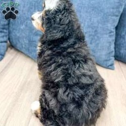 Jasper/Mini Bernedoodle									Puppy/Male	/15 Weeks,Meet Jasper! This sweet and adorable Mini Bernedoodle is looking for a forever family!