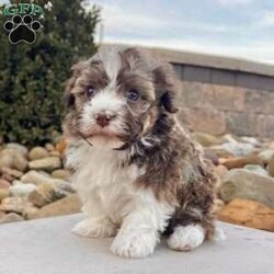 Rascal/Havanese									Puppy/Male	/9 Weeks,Hi! I’m Rascal And yes… I earned my name — not because I’m naughty, but because I know exactly how to steal hearts the second you look at me I’m an AKC-registered, purebred Havanese boy, born on December 6, 2025, with a gorgeous chocolate sable and white coat that’s soft, fluffy, and full of personality — just like me! Everyone says I have the sweetest temperament and the kind of gentle nature that makes me impossible not to love. I’ve been family raised and well socialized, so I’m already used to cuddles, playtime, and being part of everyday life. I’ve also had all my important puppy care taken care of: Up to date on all shots & dewormings Microchipped Comes with a health guarantee AKC registered I love being close to my people, giving kisses, and curling up wherever you are — I’ll happily follow you everywhere And the best part? Delivery is available right to your door, so we can meet without the stress of travel. If you’re looking for a loving little companion with a beautiful coat and an even better personality… I might just be the one you’ve been waiting for Contact us today to reserve your new family member — I can’t wait to be yours!