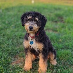 Roxy/Mini Bernedoodle									Puppy/Female	/December 5th, 2025,Meet Roxy, a sweet F2 mini Bernedoodle puppy. Roxy is playful and affectionate, and we anticipate she will grow to weigh between 25 to 35 pounds. We invite you to visit Roxy, her siblings, and her loving mother, who is known for her gentle and calm demeanor. Both parents have undergone genetic health testing to ensure the best for their puppies.