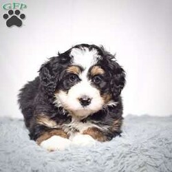 Jackson/Mini Bernedoodle									Puppy/Male	/9 Weeks,Jackson is a mini bernadoodle from Willow and Blake. He is an adorable little guy with a standard tri colored coat. 