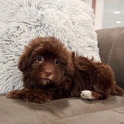 Roxy/Havanese									Puppy/Female	/13 Weeks,Hi there… I’m Roxy I may be little, but I already know how to make a big impression — just look at my perfect white socks on my back feet… aren’t they the cutest? I’m an AKC-registered, purebred chocolate Havanese girl, born on December 10, 2025, with a soft, fluffy coat and the sweetest personality you could ever hope for. I’m gentle, loving, and always ready for cuddles — the kind of puppy who fits right into your arms and your heart. I’ve been family raised and well socialized, so I’m used to attention, affection, and everyday life. I’ve also had all my important puppy care taken care of so you can bring me home with confidence: • Up to date on all shots & dewormings • Microchipped • Comes with a health guarantee • AKC registered I love being close to my people, soaking up love, and following you around like your little shadow And the best part? Delivery is available right to your door, so we can meet without the stress of travel. If you’ve been dreaming of a sweet, cuddly companion with a beautiful coat and adorable little socks… I might just be your perfect match Contact us today to reserve your new family member — I can’t wait to be yours!