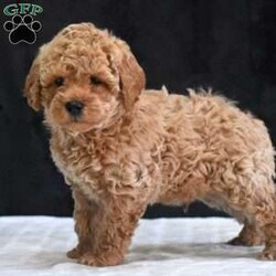 Montana/Havapoo									Puppy/Male	/9 Weeks,To contact the breeder about this puppy, click on the “View Breeder Info” tab above.