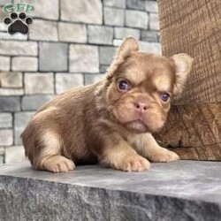 Kandy/French Bulldog									Puppy/Female	/9 Weeks,Hi there… I’m Kandy Sweet name, sweet personality — and yes, I’m just as irresistible as I look I’m an AKC-registered, purebred chocolate tan (Rojo) fluffy French Bulldog girl, born on December 5, 2025, and I’m beautifully put together with great quality structure — short, compact, and perfectly chunky. My rich coloring and fluffy coat give me that rare, eye-catching look Frenchie lovers adore. I’ve been family raised and well socialized, so I’m confident, affectionate, and already used to being part of everyday life. I love cuddles, attention, and being close to my people — I fit right into your arms and your heart All my puppy care has been taken care of so you can bring me home with peace of mind: • Up to date on all shots & dewormings • Microchipped • Comes with a health guarantee • AKC registered And the best part? Delivery is available right to your door, making it easy and stress-free for us to meet. If you’ve been waiting for a high-quality fluffy Frenchie girl with gorgeous Rojo coloring, a sweet temperament, and excellent structure… I might just be your perfect match Contact us today to reserve your new family member — I can’t wait to be yours!