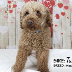 Montana/Havapoo									Puppy/Male	/9 Weeks,To contact the breeder about this puppy, click on the “View Breeder Info” tab above.