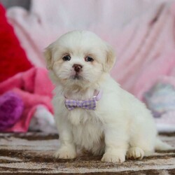 Maggie/Lhasa Apso									Puppy/Female	/9 Weeks,Meet Maggie! The most adorable and dynamic ACA registered Lhasa Apso puppy. With a long, silky coat, expressive dark eyes, and that signature confident strut, this breed is as elegant as it is affectionate. Lhasas are known for their loyal nature and gentle spirit, forming strong bonds with their people and loving cozy cuddle time just as much as playful moments. Intelligent, alert, and full of character, this little one makes a wonderful companion for families or individuals looking for a devoted, loving best friend wrapped in fluff.