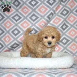 Pogo/Bich-Poo									Puppy/Male	/December 1st, 2025,Pogo is a playful Bich Poo puppy who lives up to his fun name. With his golden coat and charming white markings, he’s as adorable as he is entertaining. Pogo’s silly, bouncy personality brings constant joy and laughter to everyone he meets.
