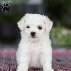 Cayli/Bichon Frise									Puppy/Female	/6 Weeks,Cayli is an absolutely adorable AKC Bichon puppy with a heart as soft as her fluffy white curls. This sweet little girl has the brightest, most curious eyes and a playful spirit that makes everyone fall in love with her instantly. Whether she’s prancing around with her tiny paws, snuggling up for cuddles, or showing off her gentle, loving personality, Cayli brings pure joy wherever she goes. She’s the perfect mix of elegance and puppy mischief—an irresistibly cute little companion who’s clearly destined to be someone’s very best friend,