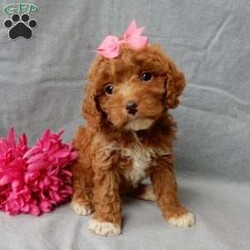 Eliza/Cavapoo									Puppy/Female	/14 Weeks,Prepare to fall in love!! I have the sweetest little F1b cavapoo face you have ever seen… My name is Eliza and I would love to come home with you! I am sure with one look into my warm, sweet eyes and I’ll be sure I will have captured your heart already! I am very happy, playful and very kid friendly! I stand out above the rest with my beautiful red coat with white markings!! Full of personality and always ready to give amazing puppy kisses, I would love to fill your home with all of my puppy love! I have been vet checked and I am up to date on vaccinations and dewormings and I will also come with a 1-year guarantee with the option of extending it to a 3-year guarantee. Shipping is available anywhere in the USA! My mother is Ivy, our sweet 14# cavapoo, and my father is Atlas, our handsome 16# AKC red miniature poodle and Atlas is also genetically tested clear! That makes me an F1b cavapoo and I will grow to approx. 14-16# and I will be hypoallergenic and nonshedding!! Why wait when you know I am meant to be yours? Call or text Martha  to make me the newest addition to your family and get ready to spend a lifetime of tail wagging fun! (7% sales tax on in home pickups)