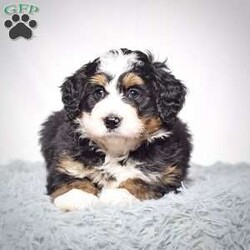 Jackson/Mini Bernedoodle									Puppy/Male	/9 Weeks,Jackson is a mini bernadoodle from Willow and Blake. He is an adorable little guy with a standard tri colored coat. 