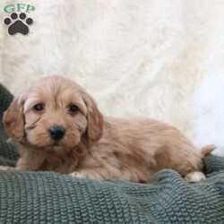 Finn/Mini Goldendoodle									Puppy/Male	/December 16th, 2025,Meet Finn, our adorable Miniature Goldendoodle puppy with beautiful white markings and a sweet, playful personality. Finn is happy, affectionate, and loves being around people. He loves belly rubs, cuddles, and exploring the world with curiosity! If you’re looking for a loyal companion and a new best friend, this pup is the perfect match.
