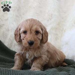 Finn/Mini Goldendoodle									Puppy/Male	/December 16th, 2025,Meet Finn, our adorable Miniature Goldendoodle puppy with beautiful white markings and a sweet, playful personality. Finn is happy, affectionate, and loves being around people. He loves belly rubs, cuddles, and exploring the world with curiosity! If you’re looking for a loyal companion and a new best friend, this pup is the perfect match.