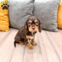 Chico/Cavalier King Charles Spaniel									Puppy/Male	/14 Weeks,Meet Chico! This sweet and adorable chocolate Cavalier King Charles Spaniel is looking for a forever family!