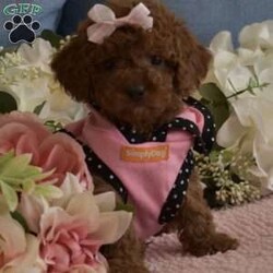 Zoe/Toy Poodle									Puppy/Female	/7 Weeks,Hello, we have a litter of Red Toy poodles that are now ready to go to their new homes, these are NOT some backyard bred mixed breed pups, these are AKC Registered purebred poodle pups from Champion Show Lines, I have 4 Males and 1 Female available, they will be up to date on vaccinations and deworming, they will also come with their AKC paperwork along with their shot records etc, my pups have been raised indoor under foot since birth, they have been fed premium food and filtered water since being weaned, they are super cute, playful and very loving, my pups will range in the 6.5 to 9lbs range when they are full grown, Ive got two males that are going to be on the smaller side (6 ish lbs wen full grown) and 2 males that will be a little bigger (7 to 9Lbs) we are looking for loving families that plan on taking great care of the puppy, no breeders or Kennels, only loving homes where they will live inside snuggled up with you, call or text if you would like to come see the pups, both Mom and Dad are here on site so you are welcome to come meet them as well, if you are not in the area we can meet at a halfway point as long as its a reasonable distance (within two hours) call or text