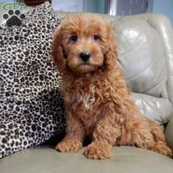 Kole/Mini Goldendoodle									Puppy/Male	/12 Weeks,Get ready for some puppy snuggles! My name is Kole and I’m the sweetest F1b mini goldendoodle! One look into my warm, loving eyes and at my super soft fluffy coat and I’ll be sure to have captured your heart already! I’m very happy, playful and very kid friendly and I would love to fill your home with all my puppy love!! I have a very sweet personality, and I love giving kisses. I stand out above the rest with my sweet, loving personality and my beautiful red coat and my cute puppy eyes! I will come to you vet checked and up to date on all vaccinations and dewormings . I come with a 1-year guarantee with the option of extending it to a 3-year guarantee and shipping is available! My mother is Jody, an F1 Goldendoodle weighing 35# and my father is Atlas, an AKC 16# mini Poodle and he is genetic tested! Both of my parents are very sweet and kid friendly which will make me the same!! I will grow to approx. 20-25# and I will be hypoallergenic and non shedding!!!… Why wait when you know I’m the one for you? Call or text Martha to make me the newest addition to your family and get ready to spend a lifetime of tail wagging fun with me! (7% sales tax on in home pickups)