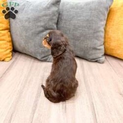 Chico/Cavalier King Charles Spaniel									Puppy/Male	/14 Weeks,Meet Chico! This sweet and adorable chocolate Cavalier King Charles Spaniel is looking for a forever family!