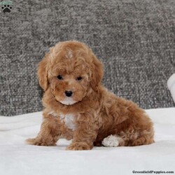 Kirk/Havapoo									Puppy/Male	/8 Weeks,This is a gorgeous litter of family/house raised havapoo puppies. Their mom is a havapoo, and their dad is a toy poodle. They have dark red colored coats, and are well socialized and looking for their new forever homes. They are up to date on their vaccinations and dewormings, and have been vet checked. Feel free to call with questions, or to set up a time to come visit them. Thanks,