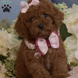 Zoe/Toy Poodle									Puppy/Female	/7 Weeks,Hello, we have a litter of Red Toy poodles that are now ready to go to their new homes, these are NOT some backyard bred mixed breed pups, these are AKC Registered purebred poodle pups from Champion Show Lines, I have 4 Males and 1 Female available, they will be up to date on vaccinations and deworming, they will also come with their AKC paperwork along with their shot records etc, my pups have been raised indoor under foot since birth, they have been fed premium food and filtered water since being weaned, they are super cute, playful and very loving, my pups will range in the 6.5 to 9lbs range when they are full grown, Ive got two males that are going to be on the smaller side (6 ish lbs wen full grown) and 2 males that will be a little bigger (7 to 9Lbs) we are looking for loving families that plan on taking great care of the puppy, no breeders or Kennels, only loving homes where they will live inside snuggled up with you, call or text if you would like to come see the pups, both Mom and Dad are here on site so you are welcome to come meet them as well, if you are not in the area we can meet at a halfway point as long as its a reasonable distance (within two hours) call or text