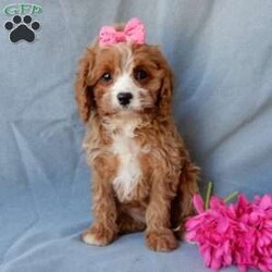 Daisy/Cavapoo									Puppy/Female	/11 Weeks,Turn winter’s gray days into warm moments with the perfect puppy! My name is Daisy and I have the sweetest little cavapoo face you have ever seen! I am sure with one look into my warm, sweet eyes I’ll be sure I will have captured your heart already! I am very happy, playful and very kid friendly! I stand out above the rest with my beautiful red coat with white markings and my sweet puppy eyes!! Full of personality and always ready to give amazing puppy kisses, I would love to fill your home with all of my puppy love! I have been vet checked and I am up to date on vaccinations and dewormings and I will also come with a 1-year guarantee with the option of extending it to a 3-year guarantee.  Shipping is available, so distance is not an issue! My mother is a Sunshine, sweet, loving 14# Cavalier, and my father is Blake, a 17# mini poodle! That makes me an F1 cavapoo and I will grow to approx. 14-17# and I will be hypoallergenic and nonshedding!! Why wait when you know I am meant to be yours? Call or text Martha to make me the newest addition to your family and get ready to spend a lifetime of tail wagging fun!   (7% sales tax on in home pickups)  