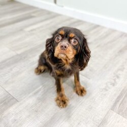 Chico/Cavalier King Charles Spaniel									Puppy/Male	/14 Weeks,Meet Chico! This sweet and adorable chocolate Cavalier King Charles Spaniel is looking for a forever family!