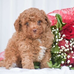Cupid – F1B/Cavapoo									Puppy/Male	/13 Weeks,Looking for the perfect Valentine!? Look no further! These adorable Cavapoo pups are F1B generation there mother is a Cavapoo and there father is a Toy Poodle making these pups 3/4 Poodle which is great for a least shedding hypoallergenic dog! Full health records provided, shots and dewormed, 1 year health guaranteed, crate training started and more! Our puppies are family raised round children of all ages and the outdoors. There super friendly and playful personalities make them the purrrfect companion for you and your family to welcome home!