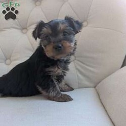 Jenna/Yorkie									Puppy/Female	/December 16th, 2025,Meet Jenna! This affectionate Yorkie puppy is vet checked & up to date on shots & wormer. She can be registered with the ACA, plus comes with a 30 day health guarantee provided by the breeder! Jenna is well socialized & can’t wait to join in on all the fun at your place!